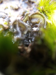 Leptogium malmei