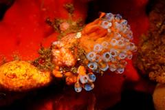 Pycnoclavella