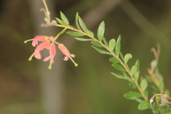 Grevillea banyabba