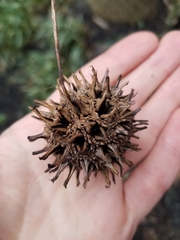 Liquidambar styraciflua