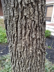 Liquidambar styraciflua