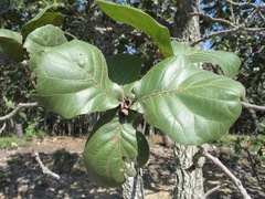 Quercus jonesii
