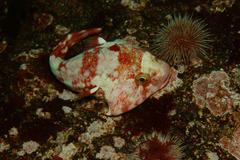 Chorisochismus dentex