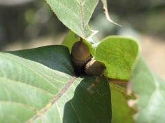 Quercus jonesii