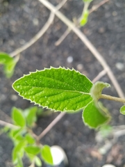 Viburnum
