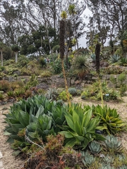 Agave chiapensis