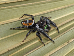 Phidippus workmani