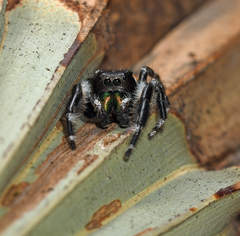 Phidippus workmani