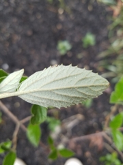 Viburnum