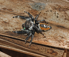 Phidippus workmani