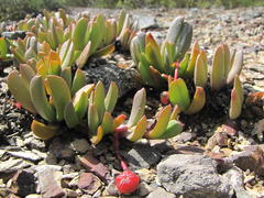 Acrodon purpureostylus