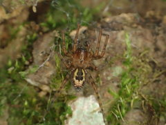 Amaurobius fenestralis