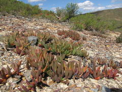 Acrodon purpureostylus