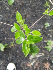 Viburnum