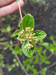 Viburnum