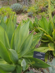 Agave chiapensis