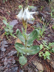 Asclepias jaliscana