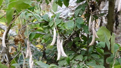 Phaseolus polystachios