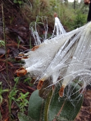 Asclepias jaliscana
