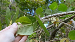 Phaseolus polystachios