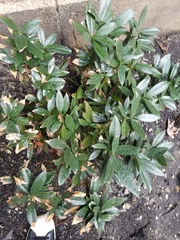 Prunus laurocerasus