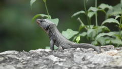 Ninurta coeruleopunctatus