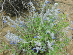 Salvia cedrosensis