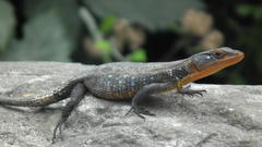 Ninurta coeruleopunctatus