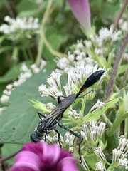 Ammophila procera
