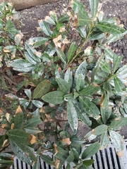 Prunus laurocerasus
