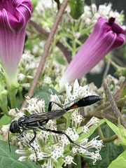 Ammophila procera