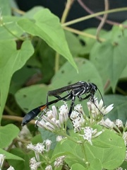 Ammophila procera