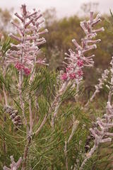 Paranomus bracteolaris