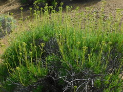 Encelia stenophylla