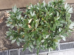 Prunus laurocerasus