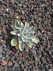 Physaria newberryi