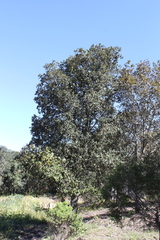Quercus greggii