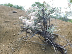 Eriogonum pondii