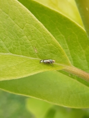 Sphenella ruficeps