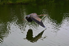 Ardea herodias