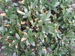Prunus laurocerasus