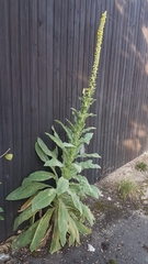 Verbascum