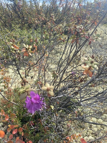 Rhododendron parvifolium, photograph 4