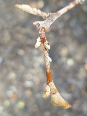 Tracheophyta