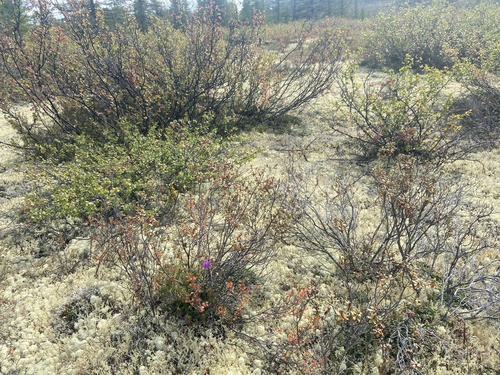 Rhododendron parvifolium, photograph 5