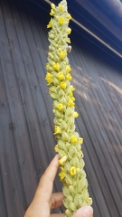 Verbascum