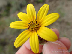Osteospermum thodei
