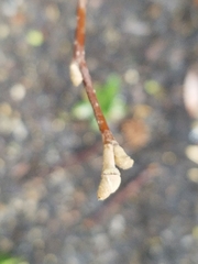 Tracheophyta