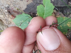 Euphorbia guadalajarana
