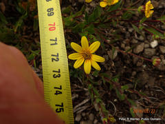 Osteospermum thodei
